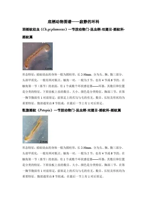 底栖动物图谱