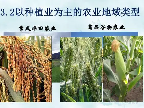 地理学--以种植业为主的农业地域类型PPT课件( 19页)