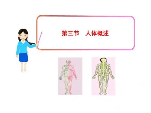 七年级生物下册 第8章 第三节 人体概述(第1课时)课件 