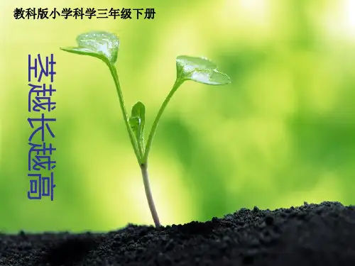 1-5茎越长越高精品PPT课件