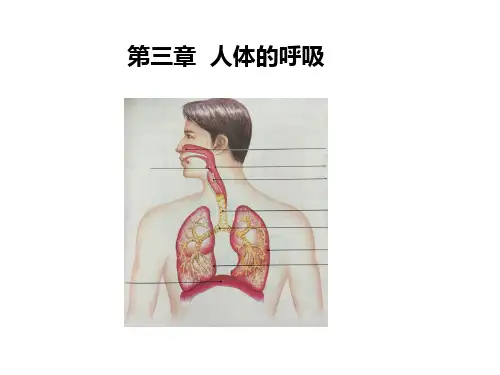 第四单元第三章人体的呼吸复习课件2021--2022学年人教版生物七年级下册