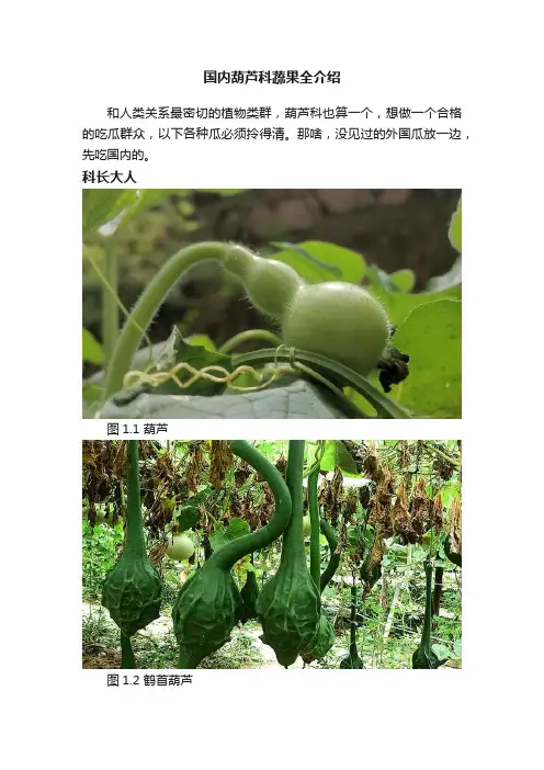 国内葫芦科蔬果全介绍