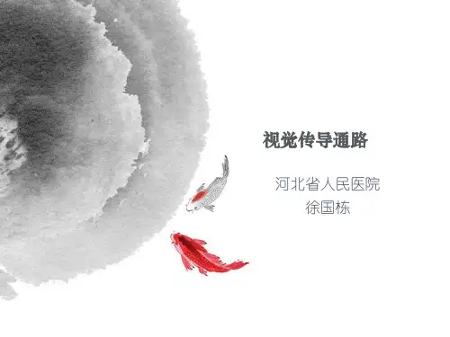 视觉传导通路)