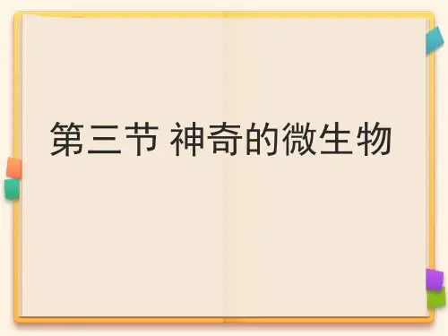 苏教版八年级上册5.14第三节 神奇的微生物 课件(共40张PPT)