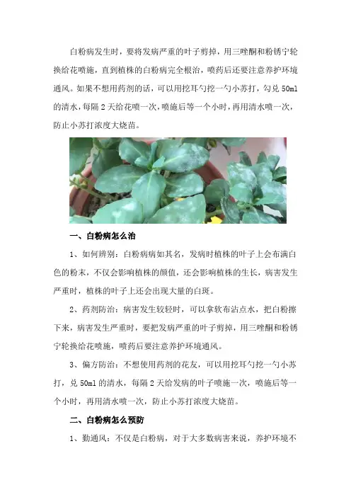 白粉病怎么治,怎么预防
