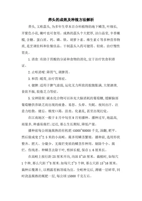 荞头的功效及种植方法解析