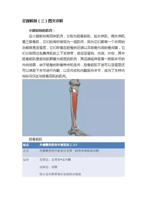 足踝解剖（三）图文详解