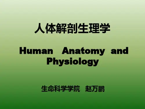 胰岛
