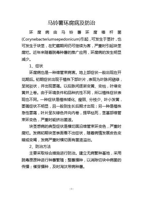 马铃薯环腐病及防治