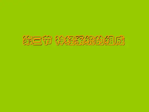 神经系统的组成