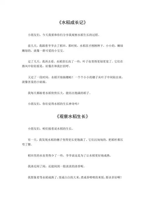 观察水稻生长过程日记