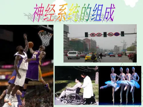 神经系统的组成PPT课件26 人教版