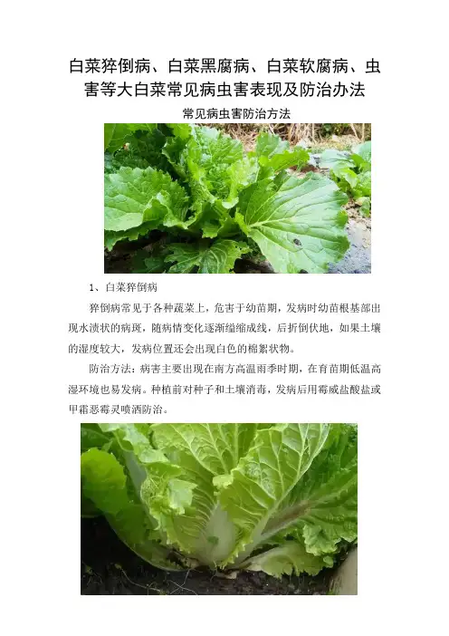 白菜猝倒病、白菜黑腐病、白菜软腐病、虫害等大白菜常见病虫害表现及防治办法