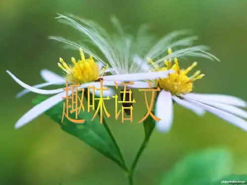 趣味语文