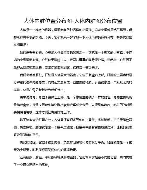 人体内脏位置分布图-人体内脏图分布位置