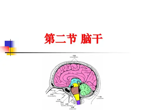 第二节脑干-PPT精品文档66页