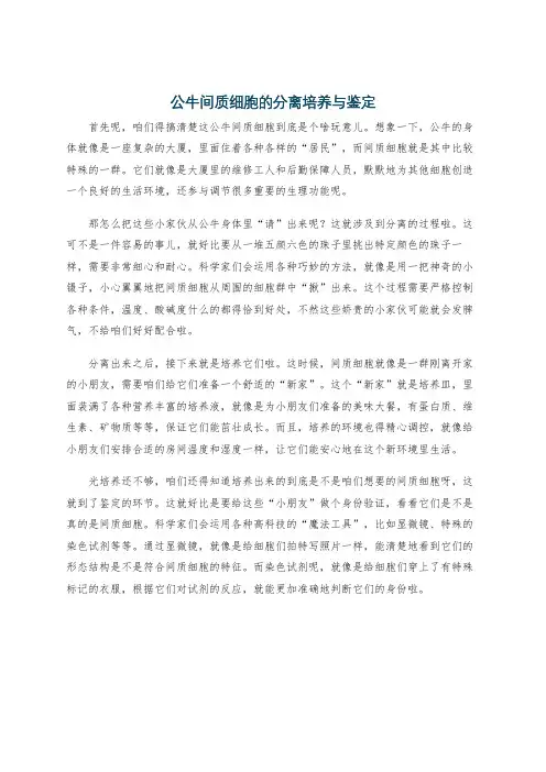 公牛间质细胞的分离培养与鉴定