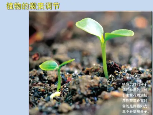 3.1植物生长素的发现PPT课件