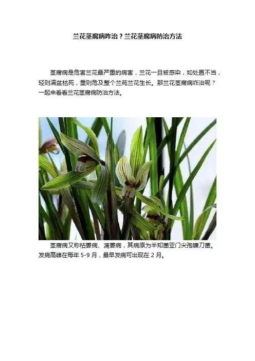 兰花茎腐病咋治？兰花茎腐病防治方法