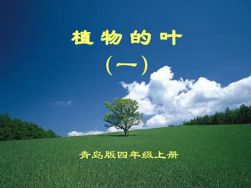 小学科学四年级上册植物的叶一-精品课件