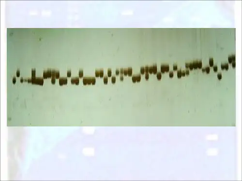 DNA电泳技术