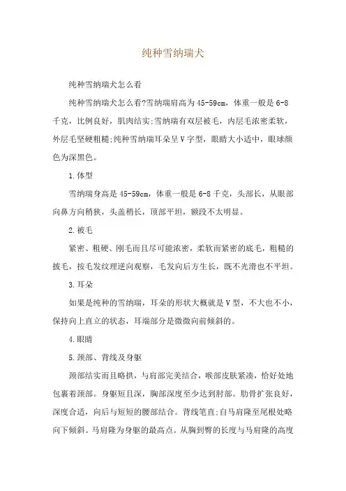 纯种雪纳瑞犬