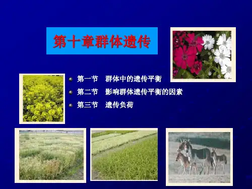 群体遗传学
