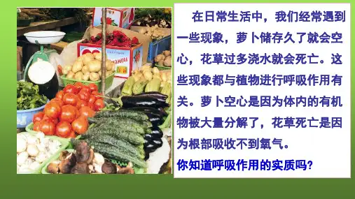 苏教版七年级生物上册6.4  植物的呼吸作用 课件 (共14张PPT)