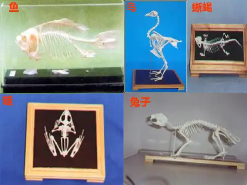 脊椎动物课件ppt