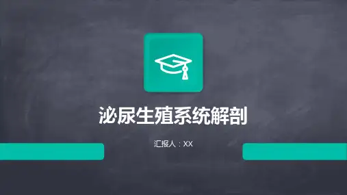 泌尿生殖系统解剖
