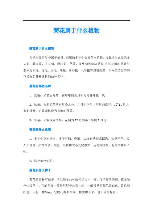 菊花属于什么植物