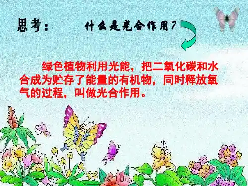 生物第6章植物的光合作用和呼吸作用复习课件苏教版七年级上