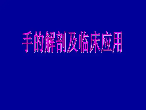 手的解剖及临床应用