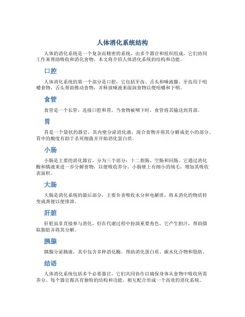 人体消化系统结构图