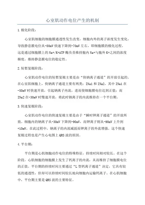 心室肌动作电位产生的机制