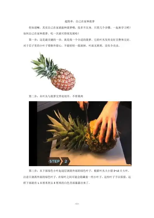 超简单,自己在家种菠萝