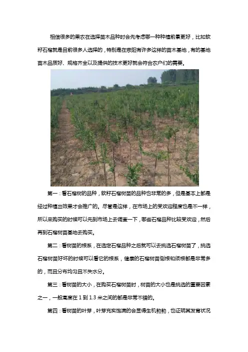 河南荥阳软籽石榴哪家的好