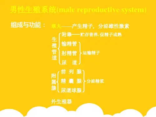 男性生殖系统(maleppt实用资料