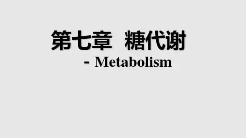 糖代谢优秀PPT课件学习PPT教案