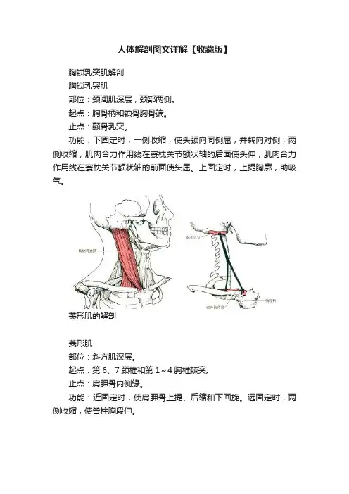 人体解剖图文详解【收藏版】