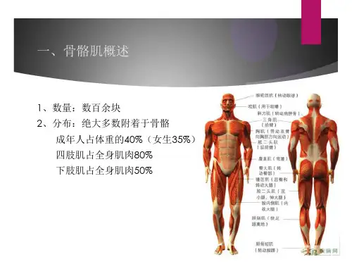 骨骼肌-运动解剖学ppt课件