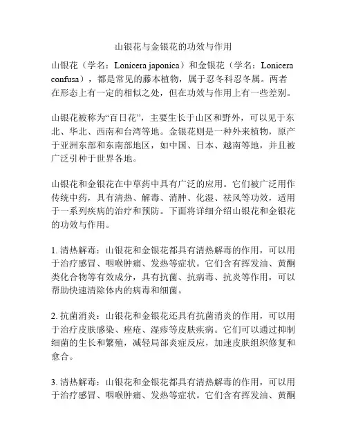 山银花与金银花的功效与作用