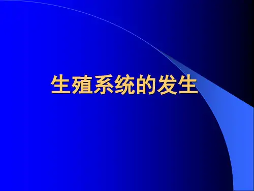组织学与胚胎学-生殖系统的发生