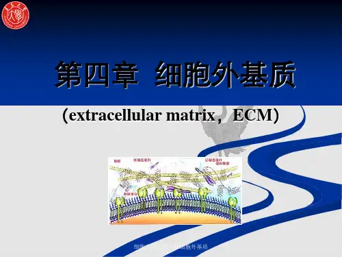 细胞生物学第四章细胞外基质