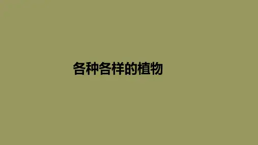 各种各样的植物-ppt课件