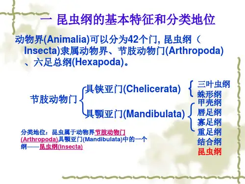 外部形态