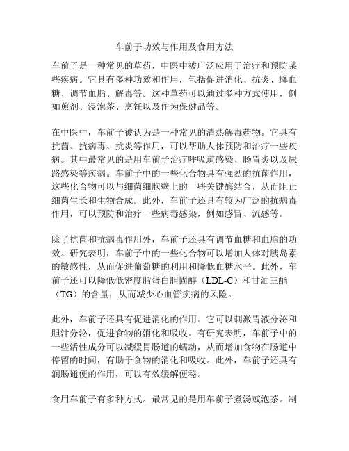 车前子功效与作用及食用方法