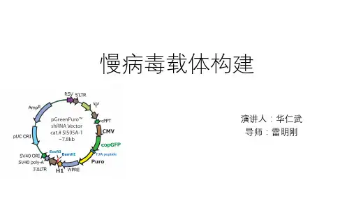 慢病毒载体构建