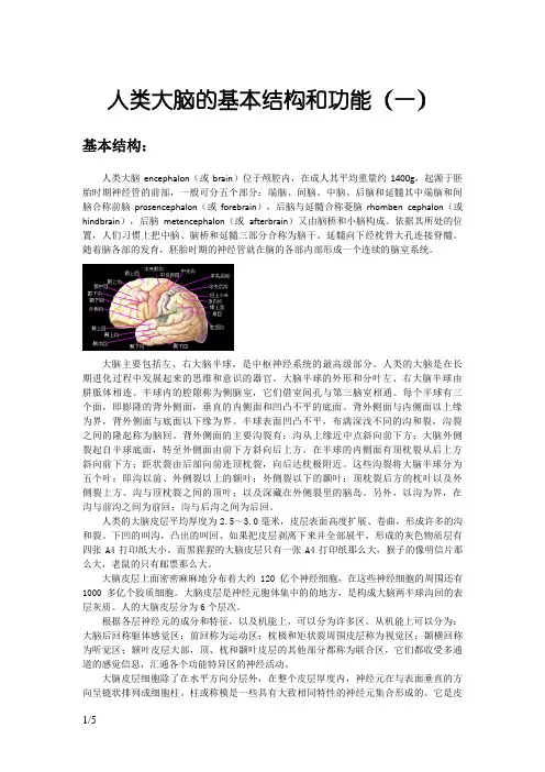 人类大脑的基本结构和功能
