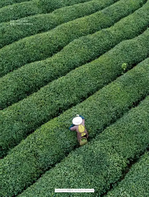 210966932_西湖龙井，绿茶中的“皇后”